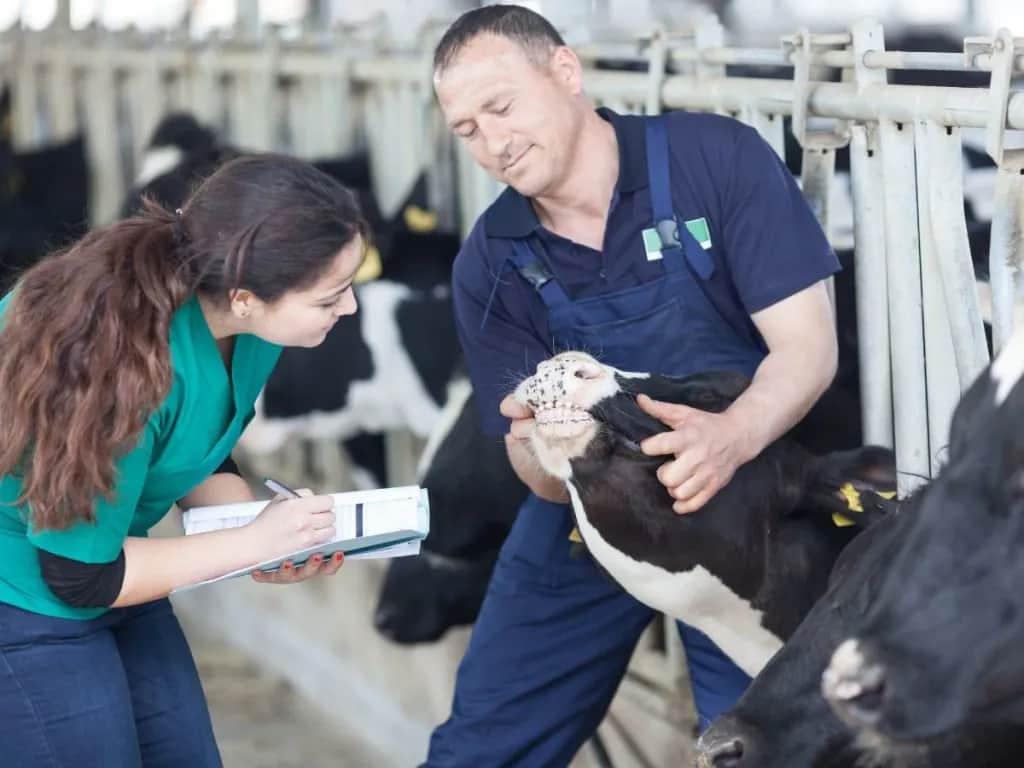 Ile zarabia weterynarz? Zaskakujące różnice w wynagrodzeniach!