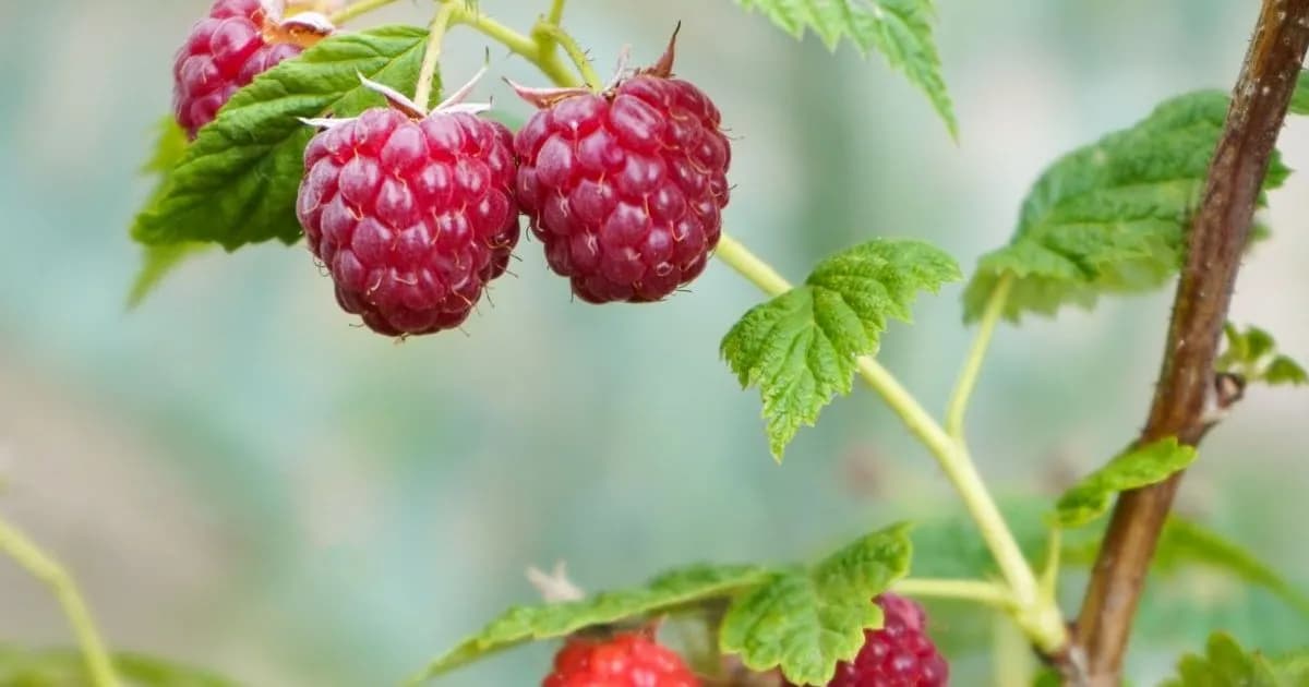 Kiedy ciąć maliny Polka, aby uniknąć błędów i cieszyć się plonami